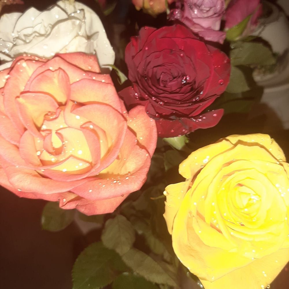 Meet your Posher, Mary